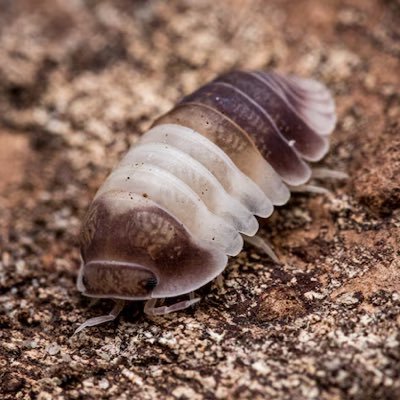 samaucarre's profile picture. afab²