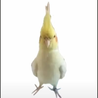 yanghhull's profile picture. ，，