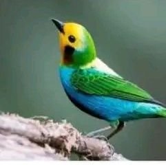 Akorede31885609's profile picture. Blockchain | Web3 | On-Chain Analyst