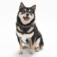 陽輝 清水 (@shibainu_muni) 's Twitter Profile