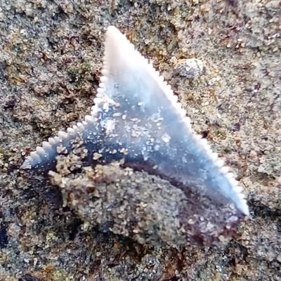 chigaku_kaseki's profile picture. 石を川の近くで拾っています。