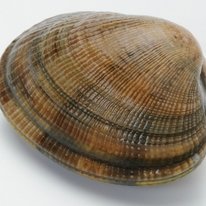 asari_kishi's profile picture. 旅する貝殻