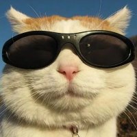 tempoun (@tempoun) 's Twitter Profile