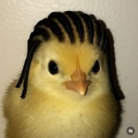 arcihebrowniii (@bnahm3t) 's Twitter Profile