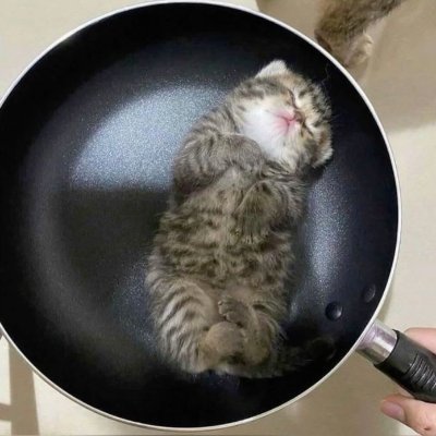 katokisu's profile picture. yoink!