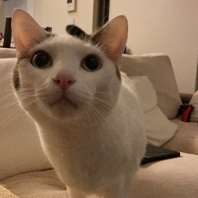 kitashougun_kim's profile picture. 