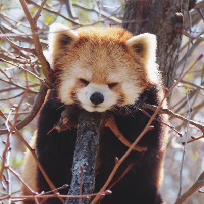 無言フォロー失礼します💦 推しキャラ→シナモン、ペックル、ダニエル、キティ、フィガロ、いちごさん、ももさん、海くん他。20↑