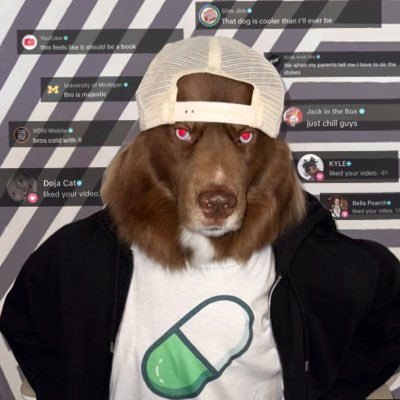 The Red Siberian Husky / CA: 6kreK2oNJpVweA4wXA5vUsyhtcXxDhANRk1w3BbCpump