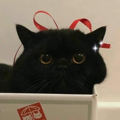 its still she/they ! fighting cat allegations since 2016 IM 19 ! @mykyu