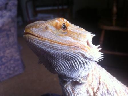 My Name is Beady. I am a bearded dragon who loves to travel and partake in family life. Follow my adventures here