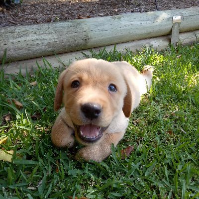 The most upvoted dog on reddit's r/dog.
9g7hrNJUUwgLznSxA3X2nexCGhiqscBq3nJ3vSfkpump