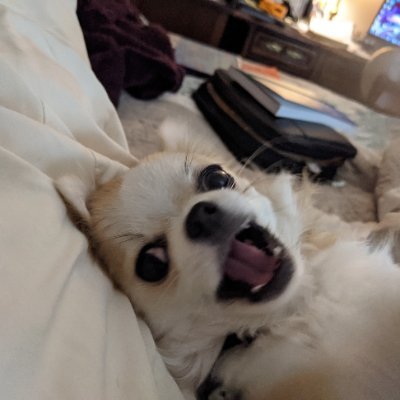 josb77's profile picture. Christian Conservative, MAGA in Air Head city
Native Texan, dog mom. Not too techy, 
learning to use this app!
Please - No DMS