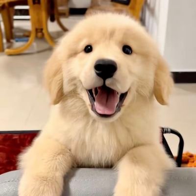 yaobuyaochidian's profile picture. ૮ o̴̶̷᷄ ·̫ o̴̶̷̥᷅ ა为什么每只小狗你都要摸