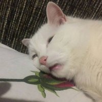 ViktorKrev🔞 (@viktorkrev1) 's Twitter Profile Photo