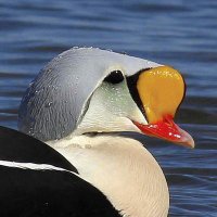 Luvaducksbutt (@luvaducksbutt) 's Twitter Profile