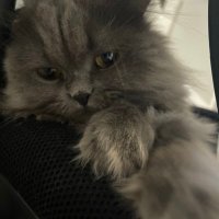 Leen (@lyarch_s) 's Twitter Profile
