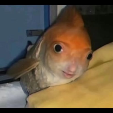 felixinho20's profile picture. 