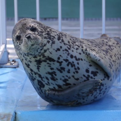Blsc_wing's profile picture. アザラシに魅了されたおじさん。9月のアイコン→ねるお君。カメラ勉強中。 写真の無断転載禁止。