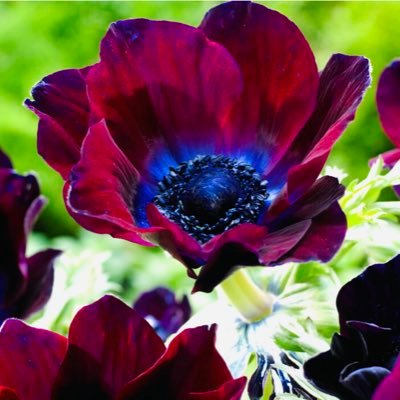 BeckyScarlett9's profile picture. Sashing by with flowers 💐