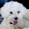 brinkleberrypie's profile picture. Maltese that hops like a bunny (boinks) Love my brother Baxter. Me’s a Pawyer and Ise advise you not to roll over. Me works pro 🦴 o