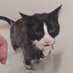 scout ๐ง | ๐ค oreo (@scoutscraps) Twitter profile photo scout ๐ง | ๐ค oreo (@scoutscraps) Twitter profile photo