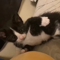 Icanfixhim (@icanffixhimmm) Twitter profile photo