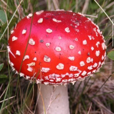 Mushroo95114762's profile picture. 