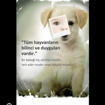 Doğanın dengesini minik patilerle koruyan bir Veteriner……