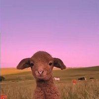Quad Lamb (@lamb_quad) 's Twitter Profile