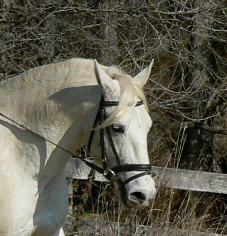 TouchstoneAcres's profile picture. Breeder of Lipizzan dressage horses, AQHA reining horses; fan of Pembroke Welsh Corgis, Washington Nationals & Baltimore Ravens.
