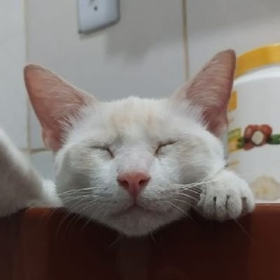 Bruno7120321520's profile picture. 🐾 O Gato Indica!
Seu guia felino de ofertas confiáveis!
⚡ Achados rápidos | 🛒 Links que realmente valem a pena
