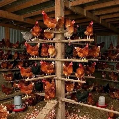 👩🌾 🐐 Agripreneur • Animal Vet• General Agric (CRP & APT) • Breeder • Follow @lagossenior to get oriented on any Agricultural field.