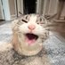 a cat named mouse (@littleguymouse) Twitter profile photo a cat named mouse (@littleguymouse) Twitter profile photo