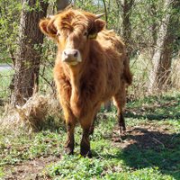 Eulenspiegel (@freigeist1960) Twitter profile photo