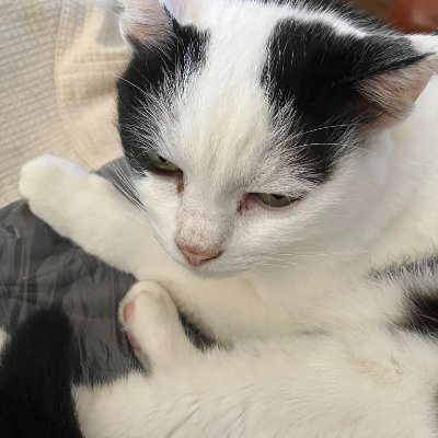 ル=イボスさんのプロフィール画像
