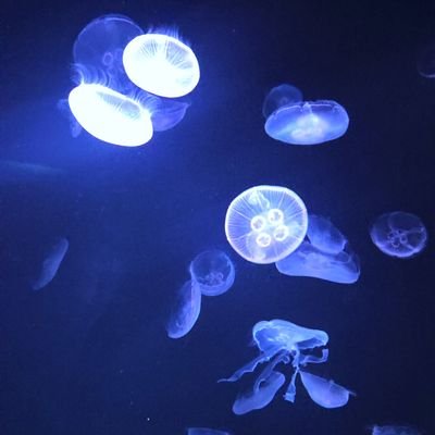 美容垢 メイクとか美容とか自我磨き
中性目指せ(メモ)⚓️🫧𓂃𓈒𓏸🫧𓂃𓈒𓏸🐳🫧𓂃𓈒𓏸🫧𓂃𓈒𓏸🐬🫧𓂃𓈒𓏸⚓️
1thブルベ夏 2ndイエベ春
ニュートラル強め
153cm 美少年になりたい
青と水色が好き
ショタぁぁぉぉキャラに狂う