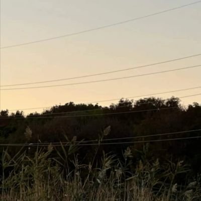 1_Phoenix_01's profile picture. شاید سخت اما امیدی است به پایان زیبا🌱