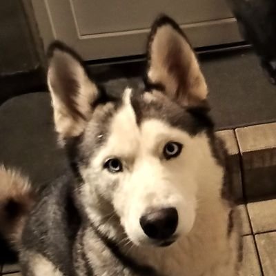 UTDdani7's profile picture. @ManUtd #IWasABaleba