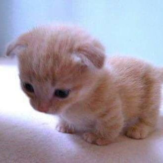 gatos3421's profile picture. 