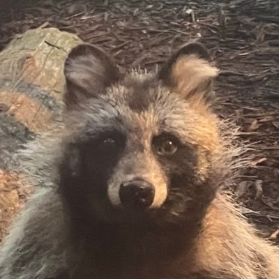 ᐢ⓿ᴥ⓿ᐢさんのプロフィール画像