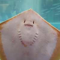 たごそす (@tagosos) Twitter profile photo