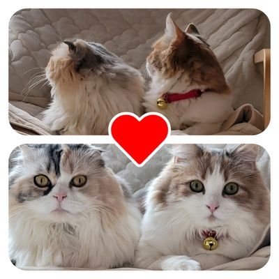 hirorin32847949's profile picture. 福山雅治,Gackt,BEGIN,竹内まりや,ライブ,吹奏楽,交響楽,オペラ,観劇,旅行,ドライブ,愛猫2匹❤️
今や工藤綾乃ちゃん推し、彼女の最高の笑顔に元気貰えて幸せ…ありがとう