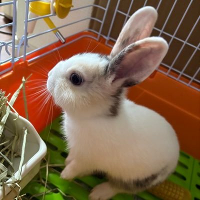 2025年6月18日生まれの三毛柄ミニウサギ女の子🐰 カエル、ヤモリ、金魚多数もいます🐸🦎 無言フォロー失礼します🙏