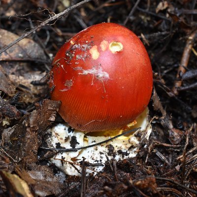 🍄きのこと共にある暮らしから、自然回帰の知恵を探る楽暮(ラボ)
自然農・野草・湧水・陶芸…
🌿「菌根」や「分解者」などの研究視点も交え、「縄文の感性」と「現代の学び」の調和を目指す研究室
https://t.co/yjBNpnIzol