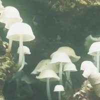 유레이 (@yulei2007) 's Twitter Profile