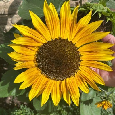 goddess68496's profile picture. 