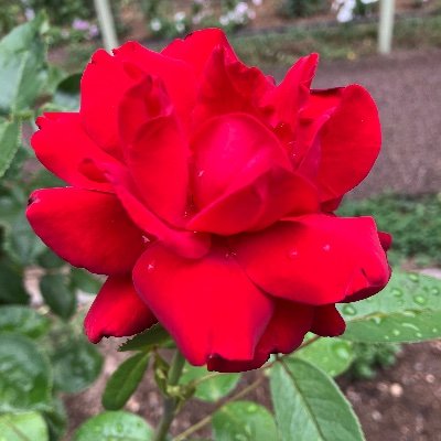 hachiluckyhappy's profile picture. 食べるの大好き💕いいねは❤️共感と応援📣無言フォロー🙏DM見ません👍右きき💖左側の絡みは時間の無駄。宗教系ともに即ブロック🤩垢バン2回目2018年参加。名前は歴代の愛犬の名前🐕