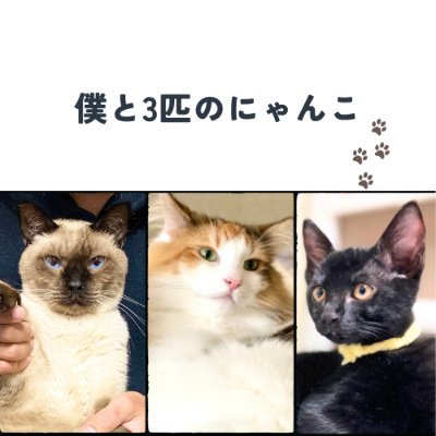 モフィ♂(保護主さんが保護した保護猫/シャムミックス)妹スピカ♀(ノルウェージャンフォレストキャット)ラカ♀(自分で保護した保護猫/黒猫)Youtubeにて動画公開中!