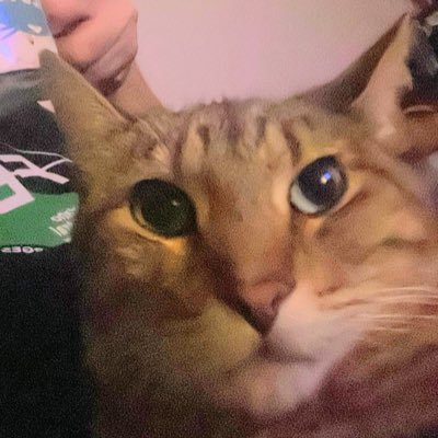 Retired, disabled, unapologetic Left Wing Commie Pinko Fag Junkie Bastard with 9 cats. #catsofthreads