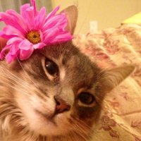 💖 (@c3rendelrey) Twitter profile photo